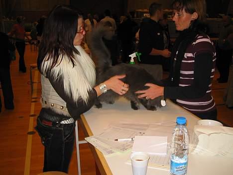 Norsk Skovkat PR. Catcom's Gaia billede 8