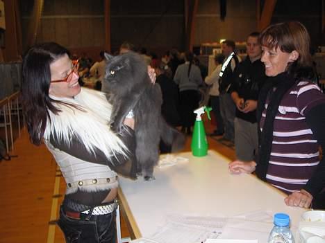 Norsk Skovkat PR. Catcom's Gaia billede 9