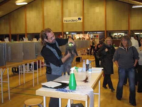 Norsk Skovkat PR. Catcom's Gaia billede 10