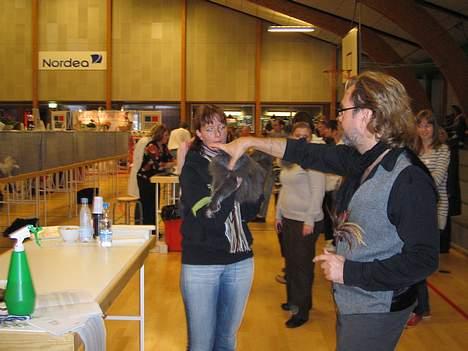 Norsk Skovkat PR. Catcom's Gaia billede 11