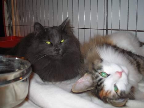 Norsk Skovkat PR. Catcom's Gaia billede 12