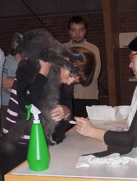 Norsk Skovkat PR. Catcom's Gaia billede 13