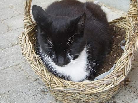 Huskat Bulder - Det var så efter vi havde fået armani, og hvor armani havde fået sin kurv, så ville Bulder også ha en hehe billede 8