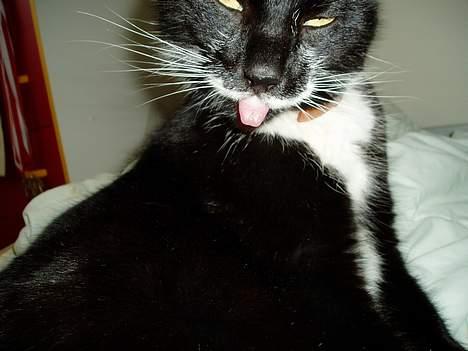 Huskat Bulder billede 9