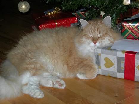 Norsk Skovkat Max - Årets bedest julegave ;p billede 1