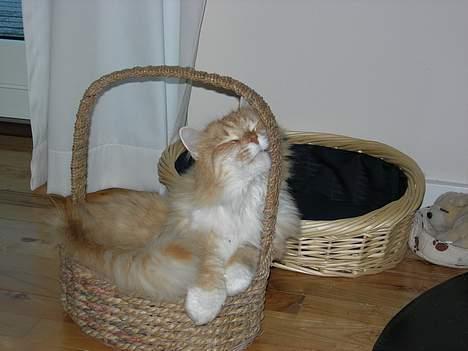 Norsk Skovkat Max - Den sødeste kat ;p billede 2