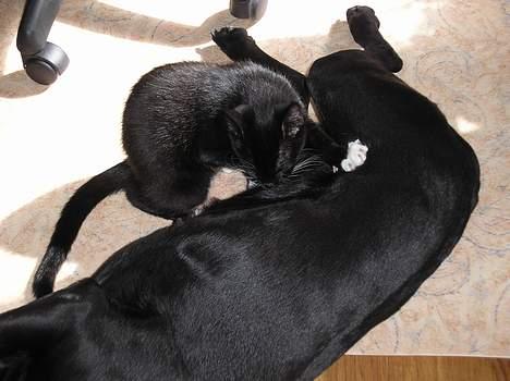 Blanding af racer Fister  - Han er noget af en patteKat. Men han er vendet fra det igen billede 10