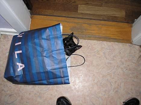 Blanding af racer Fister  - Gemmesteder er det bedste han ved. Her er det Fra Juleindkøbene billede 11