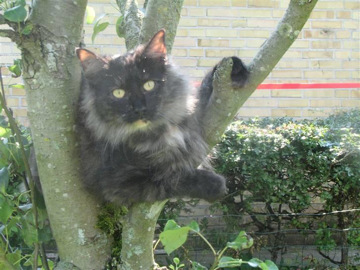 Norsk Skovkat DK Babette´s Tante 1 - Nyt: Se lige hvor smuk jeg er blevet billede 1