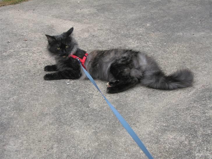 Norsk Skovkat DK Babette´s Tante 1 - Nyt:  Er jeg ikke bare lækker billede 2