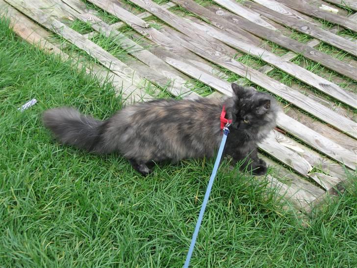 Norsk Skovkat DK Babette´s Tante 1 - Nyt: billede 3