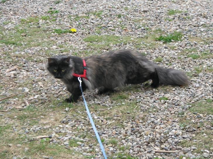 Norsk Skovkat DK Babette´s Tante 1 - Nyt: billede 4