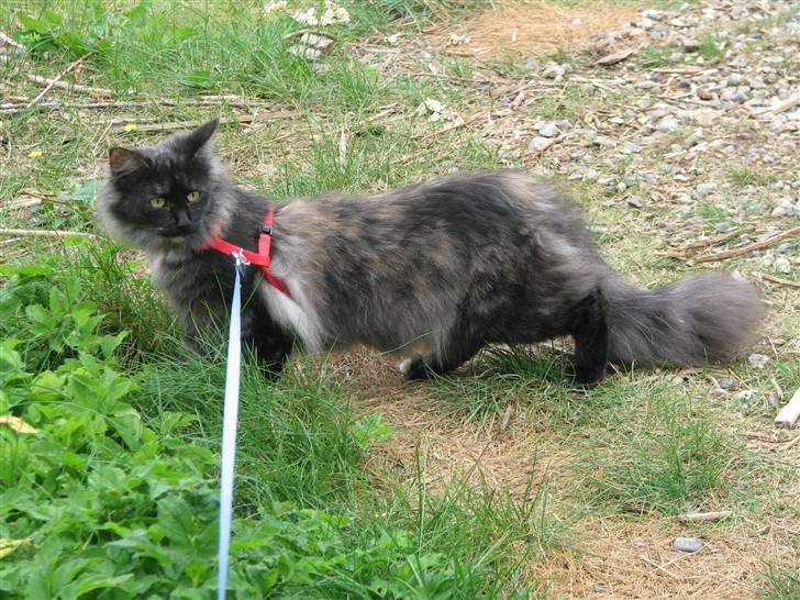 Norsk Skovkat DK Babette´s Tante 1 - Nyt: billede 5