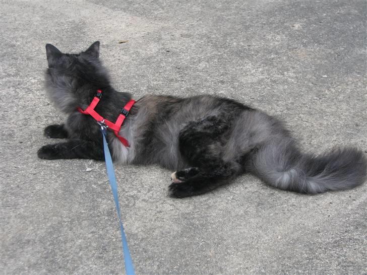 Norsk Skovkat DK Babette´s Tante 1 - Nyt: billede 6