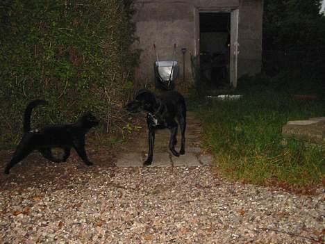 Blanding af racer Brutalis (Bortløbet) billede 8