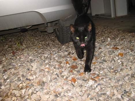 Blanding af racer Brutalis (Bortløbet) billede 9