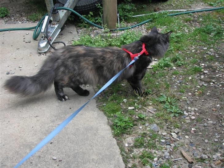 Norsk Skovkat DK Babette´s Tante 1 - Nyt: billede 7