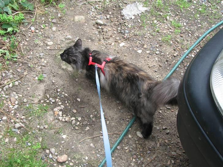 Norsk Skovkat DK Babette´s Tante 1 - Nyt: billede 8