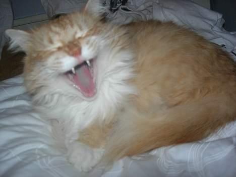 Norsk Skovkat Max - farlig, farlig missekat, xD billede 3