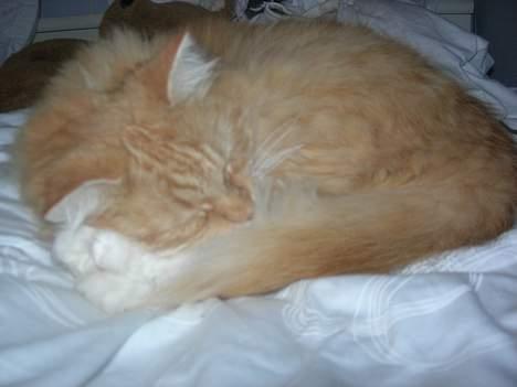 Norsk Skovkat Max - se, han er virkelig doven [: billede 4