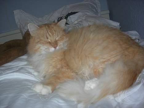 Norsk Skovkat Max - sove, det er noget han er god til .. billede 5