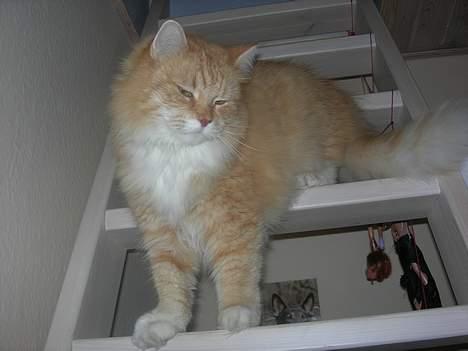 Norsk Skovkat Max - der kommer konger ned . <33 billede 6