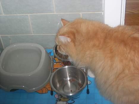 Norsk Skovkat Max - og der ædes, igen xD billede 7