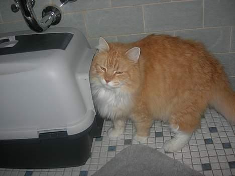 Norsk Skovkat Max - på vej ind i kassen /: billede 8