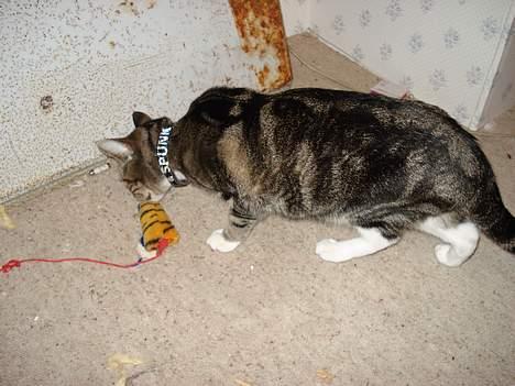 Huskat Spunk - På loftet og udforske - med nyt fancy halsbånd!!! billede 17