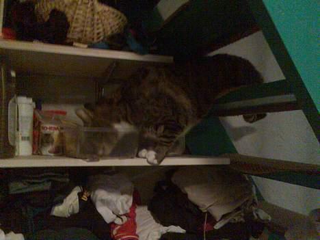 Huskat arnold - (taget med mobilen) stjæler lige noget mad. hehe billede 13