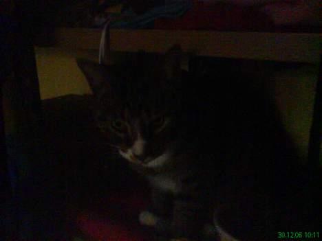 Huskat arnold - (taget med mobilen)  billede 14
