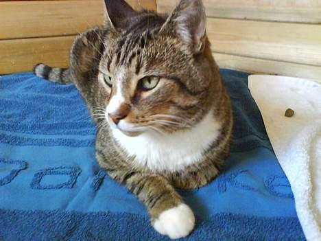 Huskat arnold - (taget med mobilen) ligger lige i mine marsvins løbegård.  billede 15