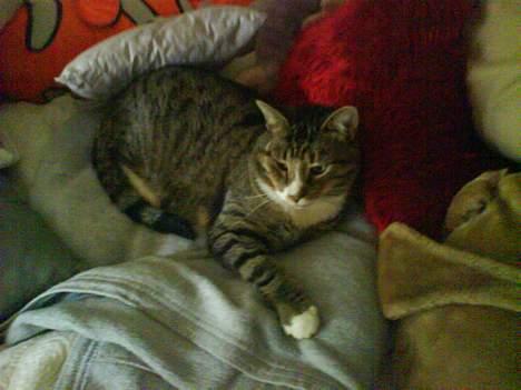 Huskat arnold - (taget med mobilen) ligger og putter. :p billede 17