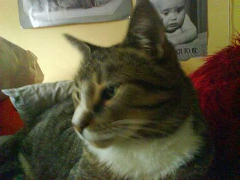 Huskat arnold - (taget med mobilen) putter. billede 18