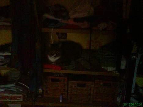 Huskat arnold - (taget med mobilen) ligger i mit tøj. ihh. hehe billede 19