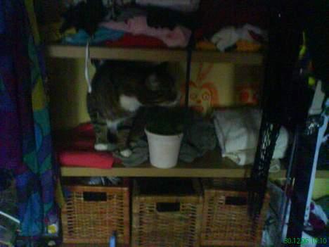 Huskat arnold - (taget med mobilen) ligger i mit tøj. billede 20