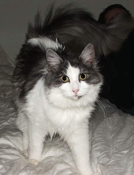 Blanding af racer Galatea - Smukke Galetea. Julen 2006 billede 17