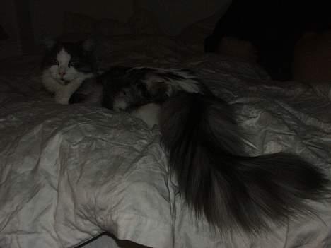 Blanding af racer Galatea - Se min flotte hale.... !!! julen 2006 billede 19