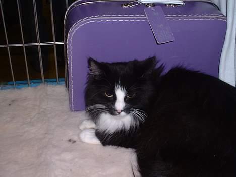 Norsk Skovkat CH. Catcom's Enigma billede 6