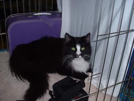 Norsk Skovkat CH. Catcom's Enigma billede 7