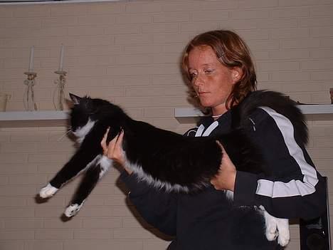 Norsk Skovkat CH. Catcom's Enigma billede 8