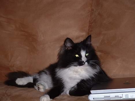 Norsk Skovkat CH. Catcom's Enigma billede 9