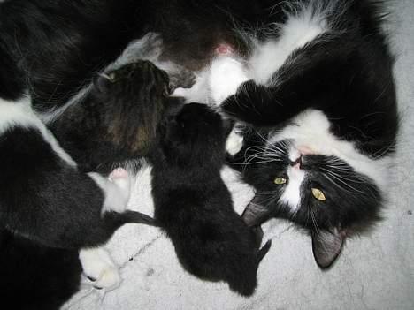 Norsk Skovkat CH. Catcom's Enigma billede 10