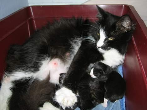 Norsk Skovkat CH. Catcom's Enigma billede 11