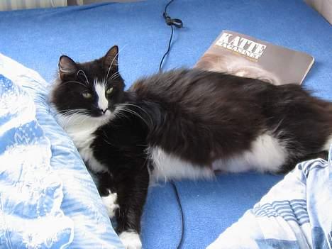 Norsk Skovkat CH. Catcom's Enigma billede 12