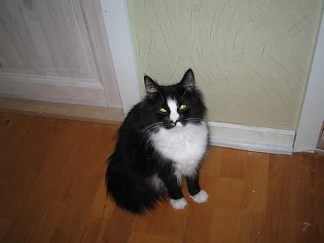 Norsk Skovkat CH. Catcom's Enigma billede 13