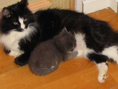 Norsk Skovkat CH. Catcom's Enigma billede 14