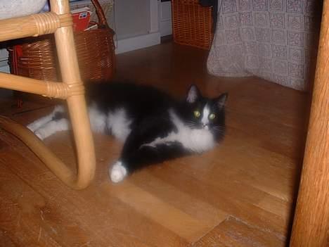 Norsk Skovkat CH. Catcom's Enigma billede 15