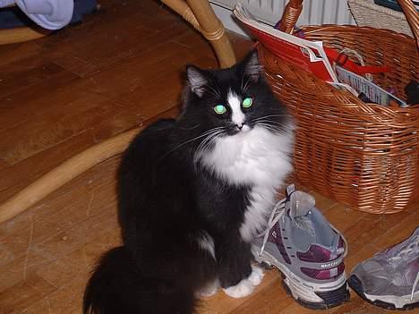 Norsk Skovkat CH. Catcom's Enigma billede 16