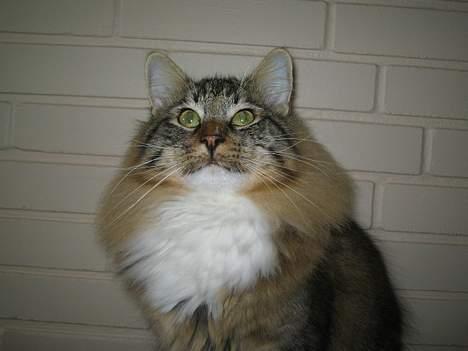 Norsk Skovkat EC. Mulle RIP billede 6